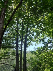 Alnus glutinosa barbata