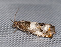 Notocelia trimaculana