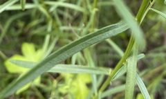 Sericocarpus linifolius