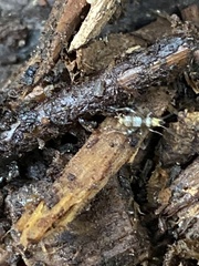 Allonemobius maculatus