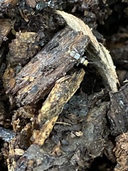 Allonemobius maculatus