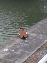 Alopochen aegyptiaca