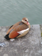 Alopochen aegyptiaca