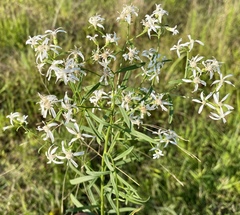 Sericocarpus linifolius