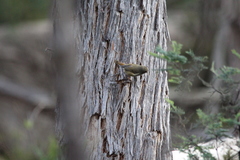 Acanthiza pusilla diemenensis