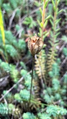 Tulipa sylvestris