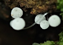Mycena pitereka