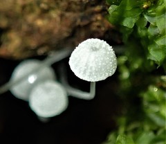 Mycena pitereka