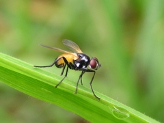 Huttonobesseria verecunda
