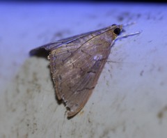 Hyalobathra crenulata