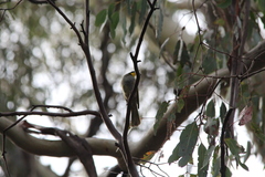 Nesoptilotis flavicollis