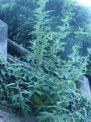 Buddleja davidii