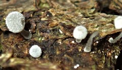 Mycena pitereka
