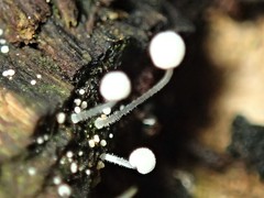 Mycena pitereka