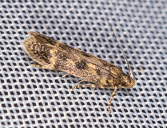 Bryotropha basaltinella