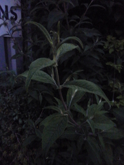 Buddleja davidii