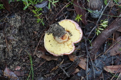 Boletus barragensis