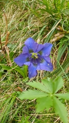 Gentiana acaulis
