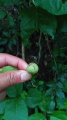 Salacia