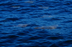 Rhinoptera steindachneri