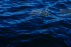 Rhinoptera steindachneri