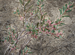 Hakea incrassata