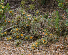 Banksia fraseri