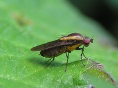 Allophylopsis