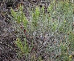 Allocasuarina campestris