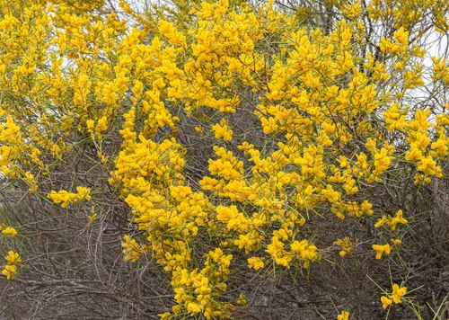 Acacia multispicata