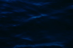 Rhinoptera steindachneri