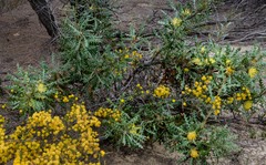 Banksia armata armata