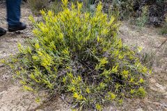 Synaphea spinulosa