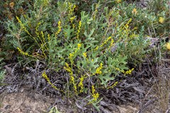 Synaphea interioris