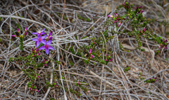 Calytrix strigosa