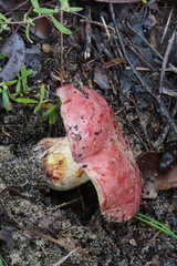 Boletus barragensis