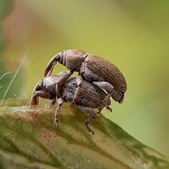 Tychius stephensi