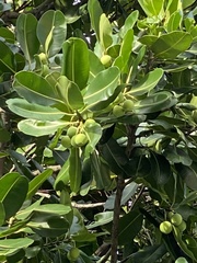 Calophyllum inophyllum