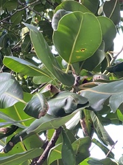 Calophyllum inophyllum