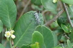 Chlorophorus macaumensis
