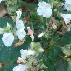 Isoglossa woodii