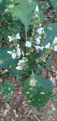 Isoglossa woodii