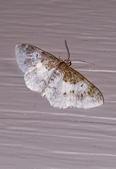 Hydrelia condensata