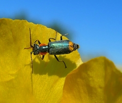Clanoptilus marginellus