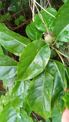 Montiniaceae image
