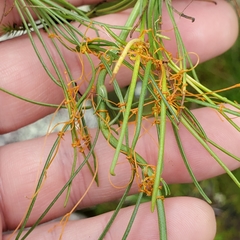 Cuscuta harperi