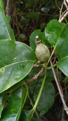 Grevea madagascariensis · iNaturalist