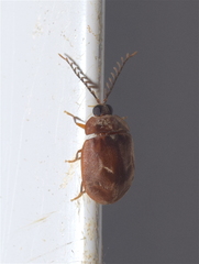 Psephenidae