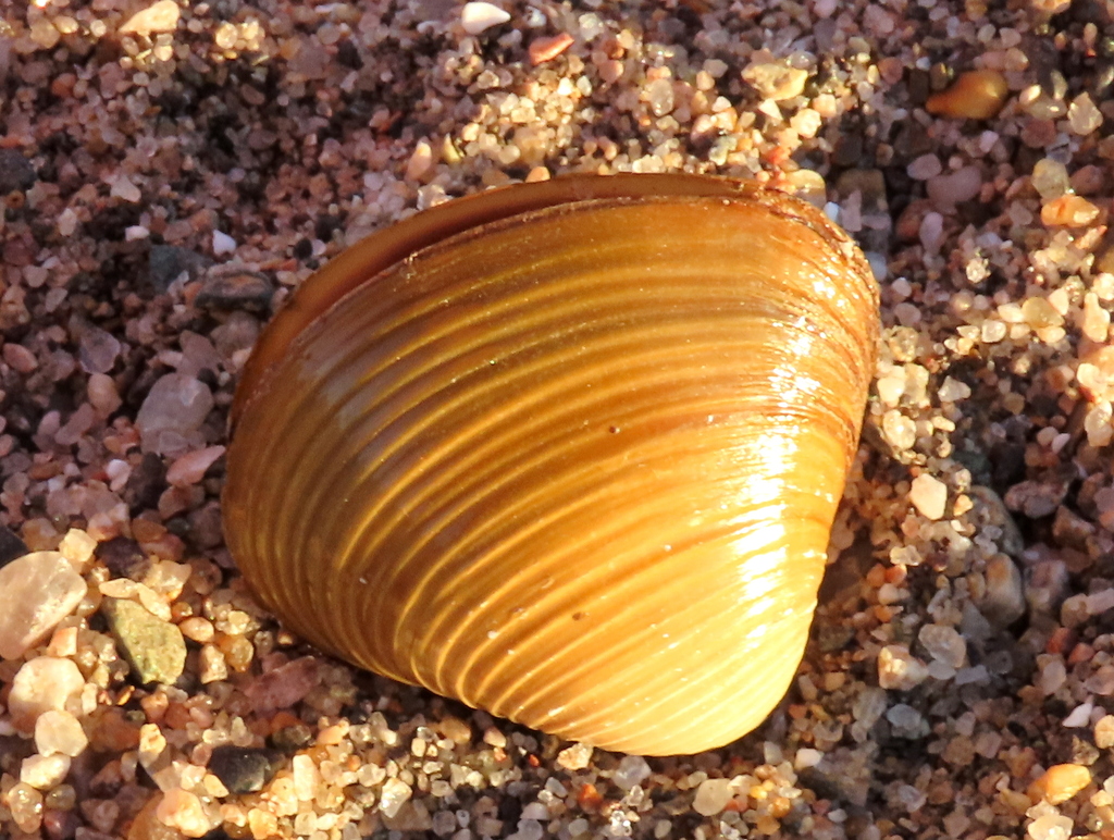 Corbicula astartina