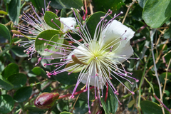 Capparis